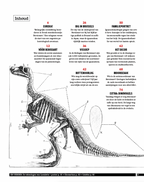 Eos Wetenschap Special 2018 - Iguanodons